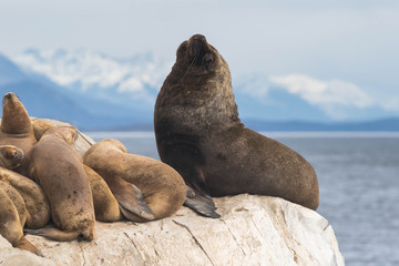 Otarie à crinière, canal de Beagle
