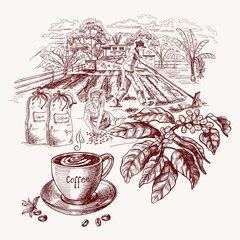 Coffee harvest concept, including a cup of coffee and a coffee branch on background of plantation . Vector illustration in sketch style.