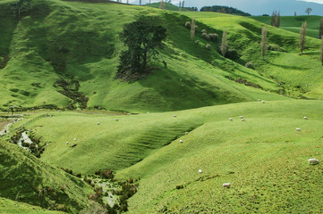 New Zealand - Matamata - land of the hobbits