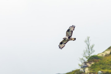 The rough legged buzzard/buteo lagopus photographed in flight. Birds of prey, predators, wildlife and nature concept.