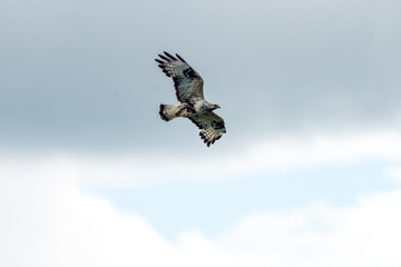 The rough legged buzzard/buteo lagopus photographed in flight. Birds of prey, predators, wildlife and nature concept.