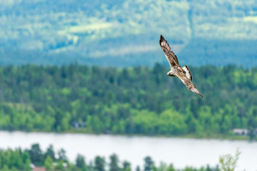 The rough legged buzzard/buteo lagopus photographed in flight. Birds of prey, predators, wildlife and nature concept.