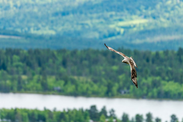 The rough legged buzzard/buteo lagopus photographed in flight. Birds of prey, predators, wildlife and nature concept.