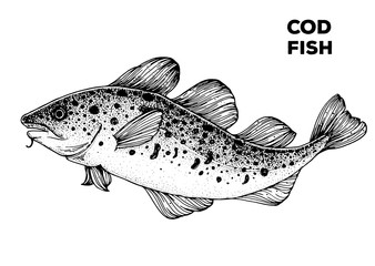 Cod fish sketch. Hand drawn vector illustration. Seafood design element for packaging. Engraved style illustration. Can used for packaging design. Cod fish label