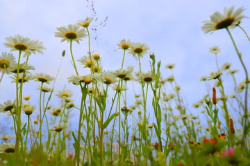 Chamomile field in summer in Russia