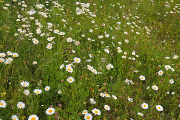Chamomile field in summer in Russia