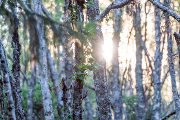 Golden light during sunset hours in forest, abstract photography. Bokeh and diffused soft light....