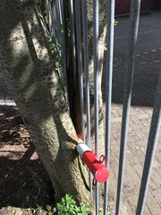 Baumverformung Baum schmiegt sich um Zaun