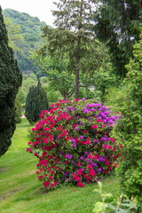 Plütenpracht im Schlossgarten