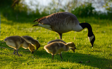 Four Canada Goose goslings with parent on Toronto Centre Island with Lake Ontario shore