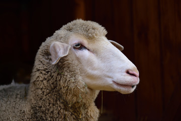 Portrait of a white domestic sheep with hay in the fur in front of dark background and a wooden wall