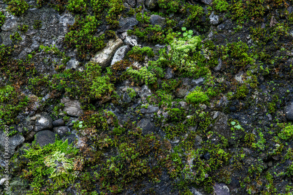 Wall mural the texture of tree bark with moss. old tall trees with moss in forest. trees with green leaves in f