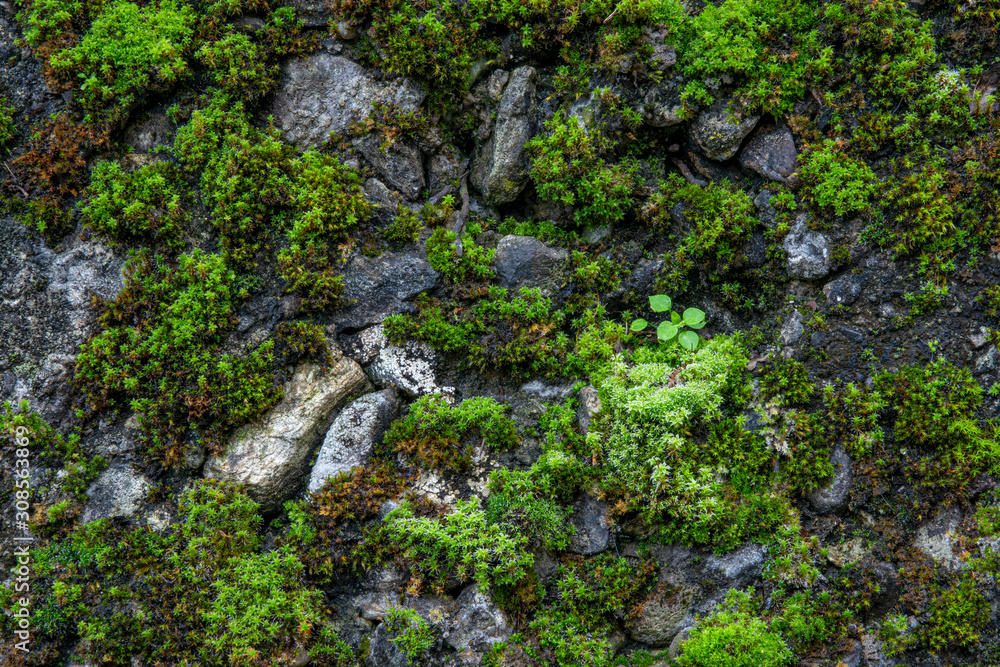 Wall mural the texture of tree bark with moss. old tall trees with moss in forest. trees with green leaves in f