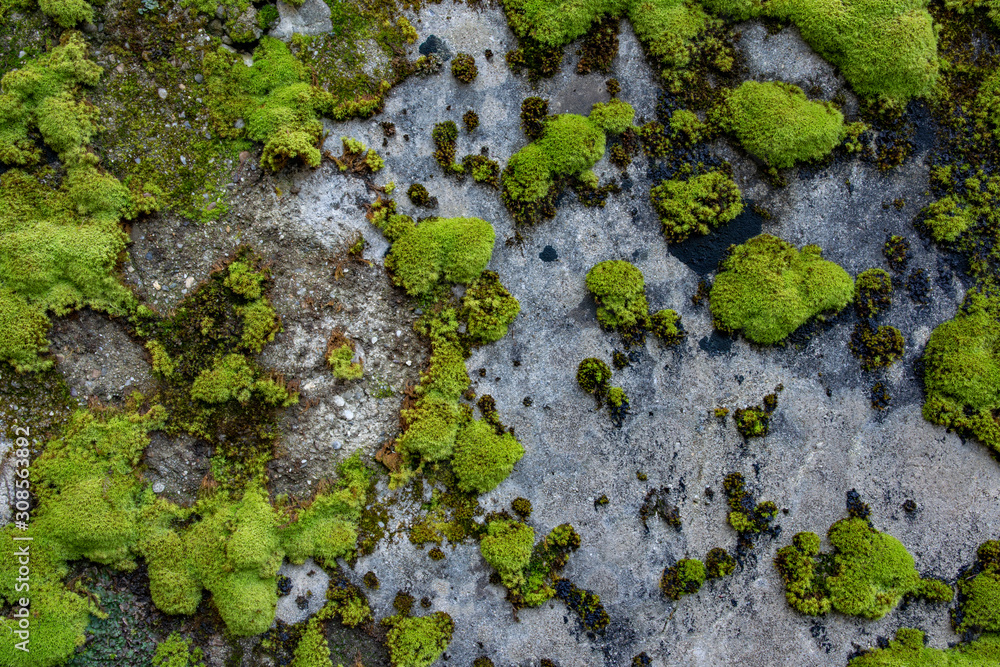 Wall mural the texture of tree bark with moss. old tall trees with moss in forest. trees with green leaves in f