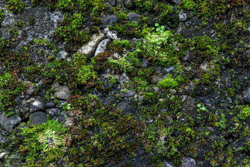 The texture of tree bark with moss. Old tall trees with moss in forest. Trees with green leaves in forest.