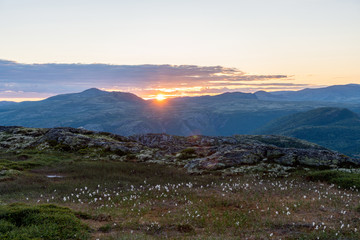 Sunset in the mountains with cotton flowers infront during summer holiday. Norwegian nature concept.