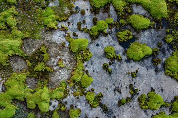 The texture of tree bark with moss. Old tall trees with moss in forest. Trees with green leaves in forest.