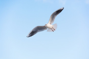 White seagull in the sky against a background of clouds. Sea bird.