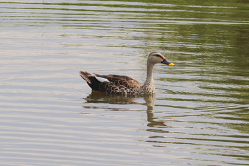 Indian Spot-Billed Duck With White Tertials Moving Towards Right PS