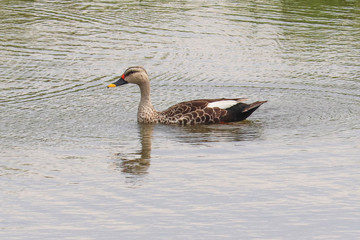 Indian Spot-Billed Duck With White Tertials Moving Towards Left PS
