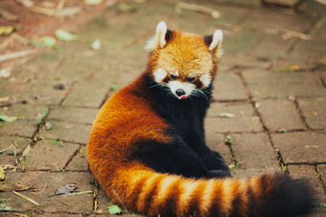 Red panda in the reserve Chengdu Research China