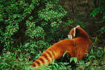 Red panda walks in the green leafs