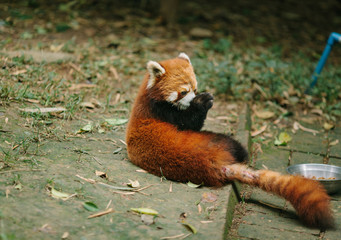 Red panda in the reserve Chengdu Research China
