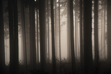 Naklejka premium Märchenwald