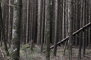 trees in forest