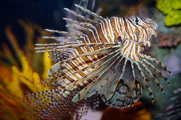 Pterois volitans called a red lionfish with venomous spiky fin rays in an aquarium