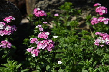 Obraz premium Beautiful flowers in the garden Blooming in the summer.Landscaped Formal Garden 