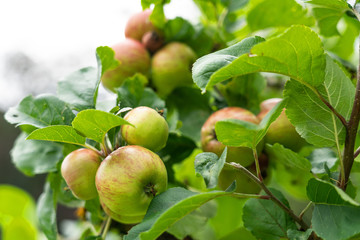 Apples on the tree, seasonal fruits