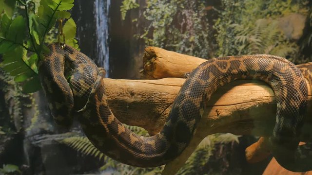 Morelia Spilota carpet rhombic python hanging on a tree branch
