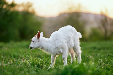 lamb on a meadow