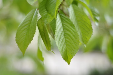 Fototapeta na wymiar green leaves of a tree