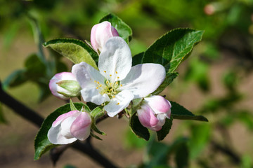 White tender flowers of apple tree in the rays of the sun in early spring. The beginning of a new life.