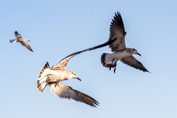 Tropical Gulls and Terns Flying in the Blue Sky