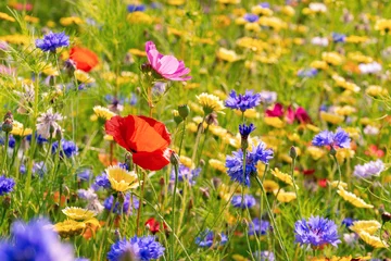 Fotobehang field of wild flowers © tl6781