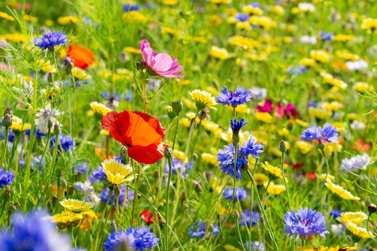 field of wild flowers on a meadow during summer © tl6781
