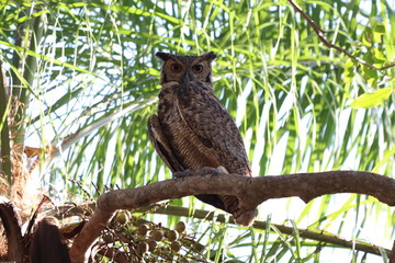 Great Horned Owl Bird Animal Nature Wildlife Predator Nocturnal Night  Birds of Prey Raptor Vision Wild Brazil South America