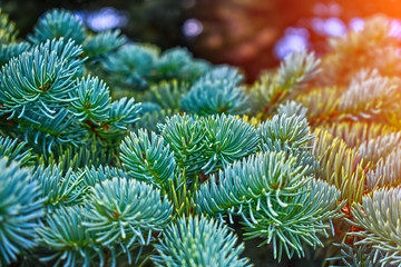 spruce green branches macro fragment, blurred background, new year