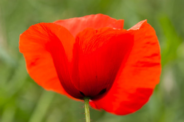 Summer field of poppy. One wild red flower on the green meadow.