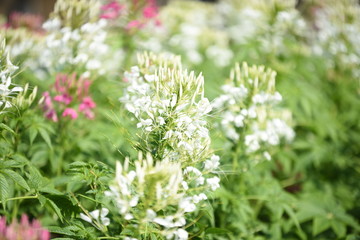 Beautiful flowers in the garden Blooming in the summer.Landscaped Formal Garden	