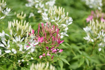 Beautiful flowers in the garden Blooming in the summer.Landscaped Formal Garden	