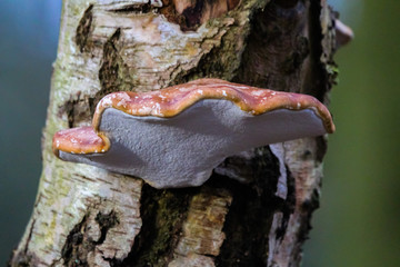 fungi