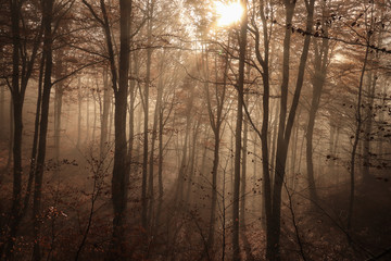 Luces del amanecer en un bosque pirenaico