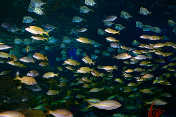 Fototapeta na wymiar Shoals of French Grunt Yellowtail and Bluestripe Snappers with silver Lookdown Fish in an aquarium