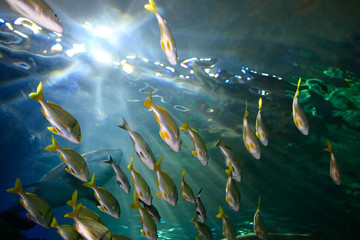 Fototapeta na wymiar Underside of Bigeye Yellow and bluestripe Snapper shoal with Sand Tiger Sharks in an aquarium