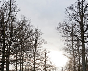 triste winterbäume vor grauem himmel