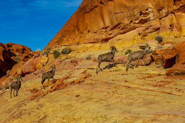 Bighorns on the Move
